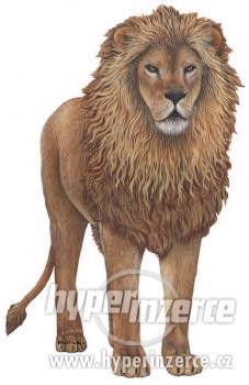 Samolepky SAFARI - dekorace Lev - král zvířat