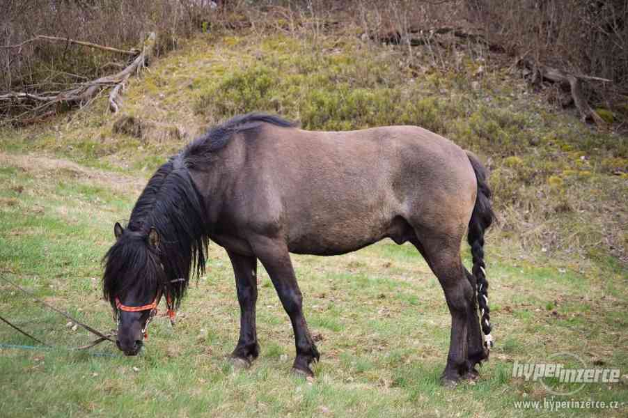 Kříženec welsh pony a hucula - foto 1