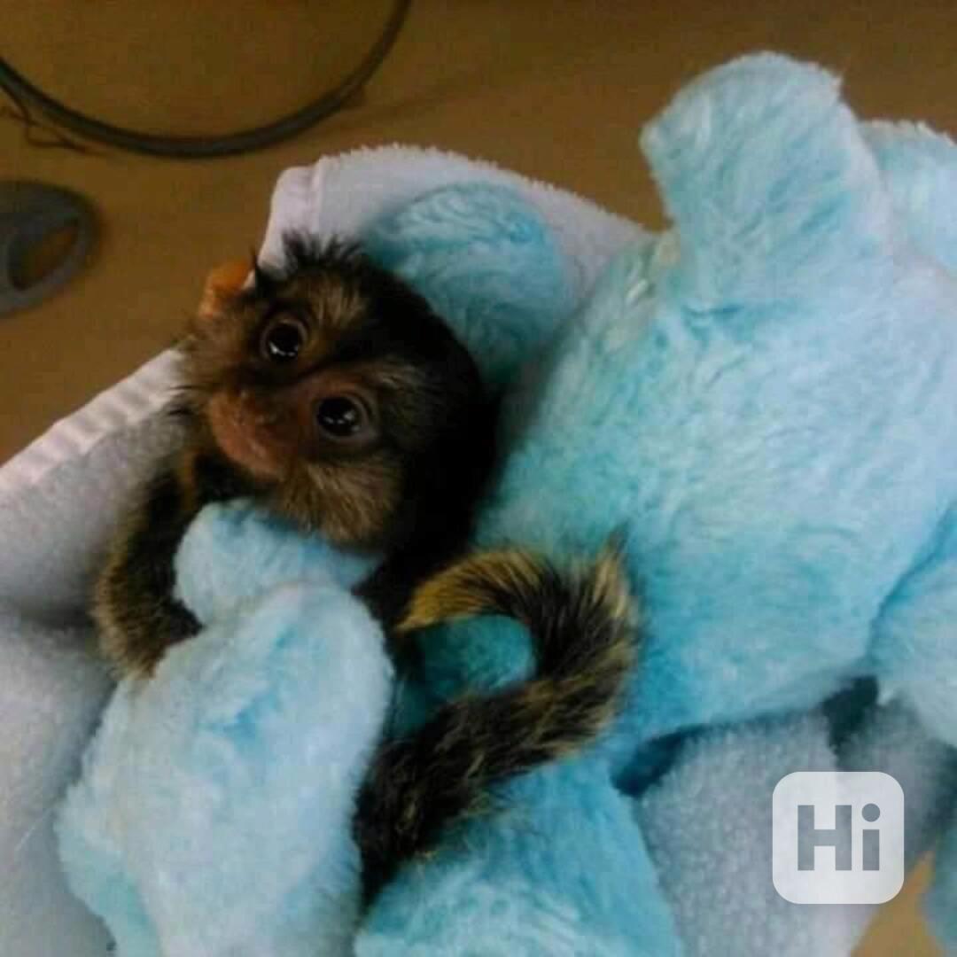 Okouzlující opice kosmani k adopci - foto 1