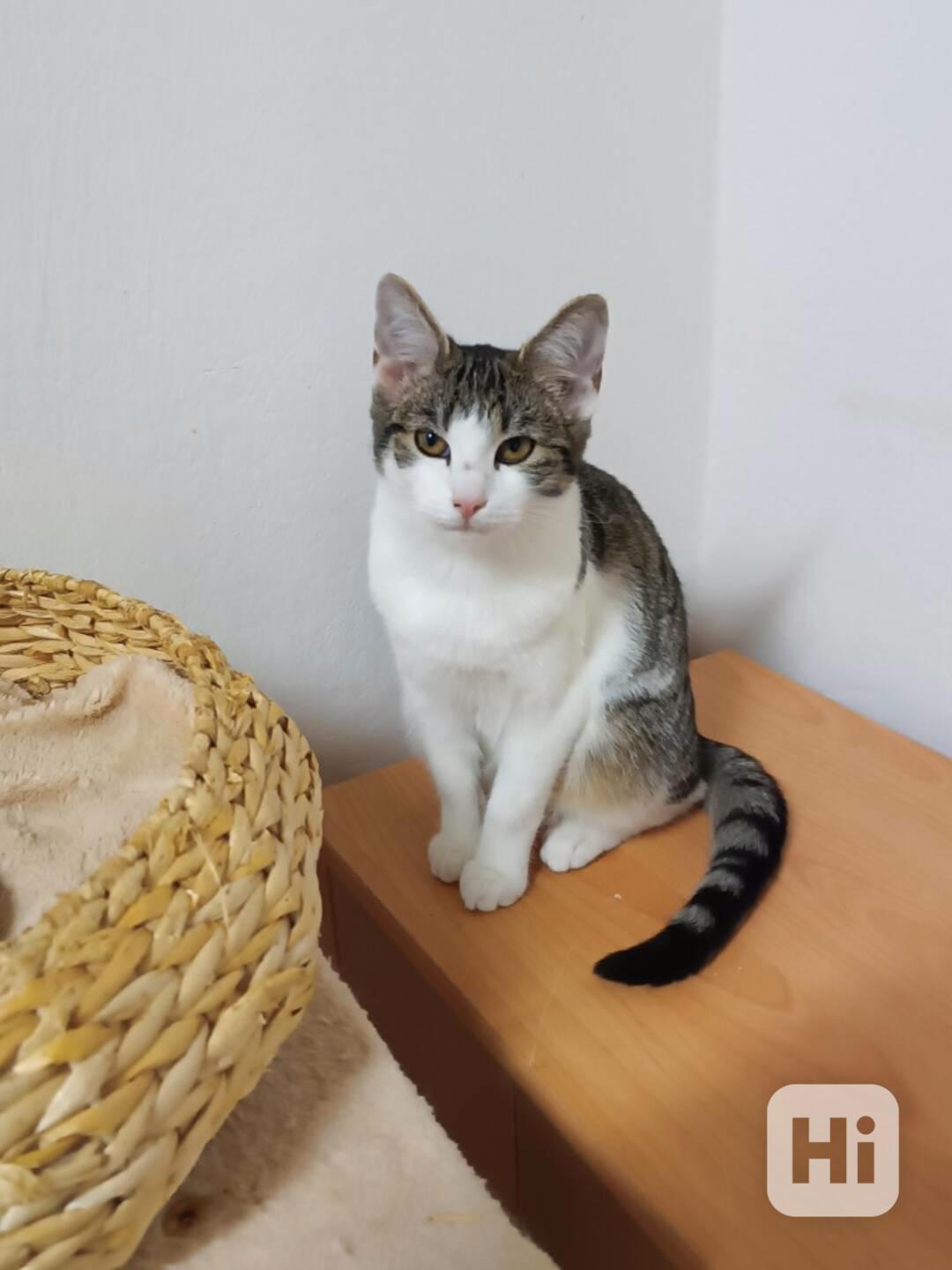 Bílomourovaná 4,5měsíční kočička Kitty  - foto 1