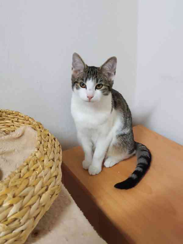 Bílomourovaná 4,5měsíční kočička Kitty  - foto 2