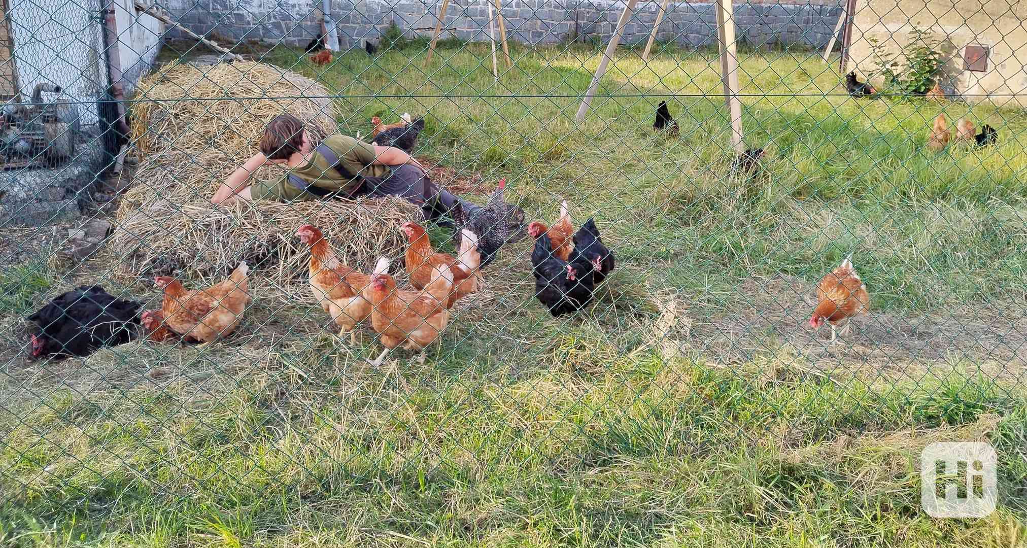 Domácí vajíčka od farmáře  - foto 1