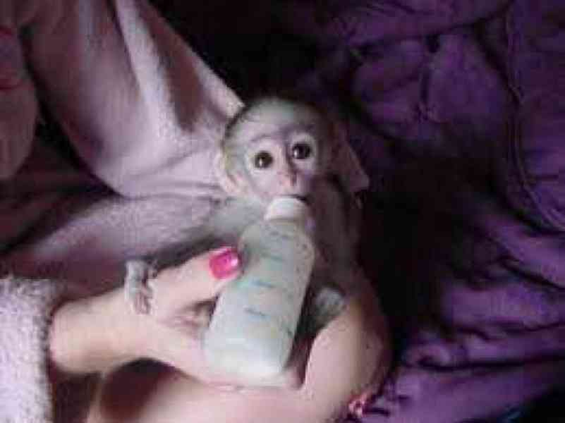 kapucínská opice jako nový člen vaší rodiny - foto 1