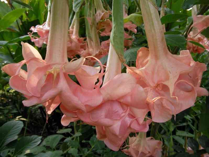 řízek Brugmansia Daydreams - Andělská trumpeta - foto 1