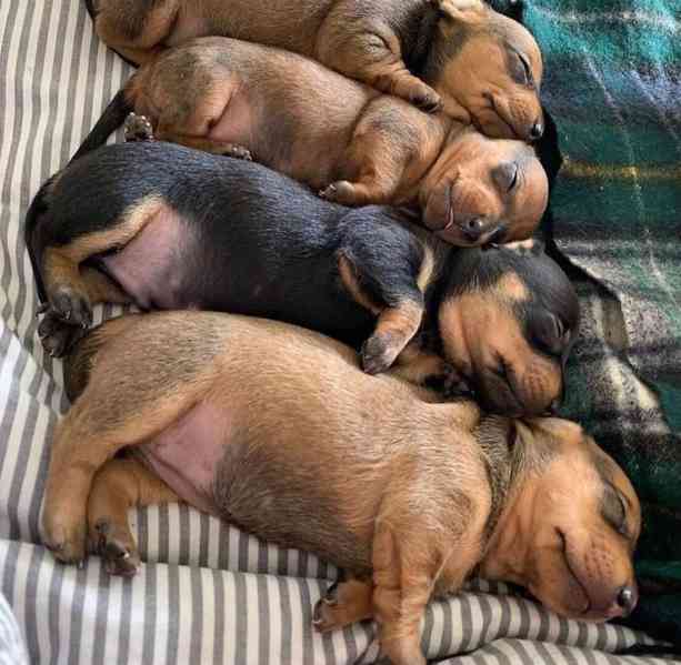 Prodám krásné čistokrevné štěně jezevčíka za přijatelnou cen - foto 2