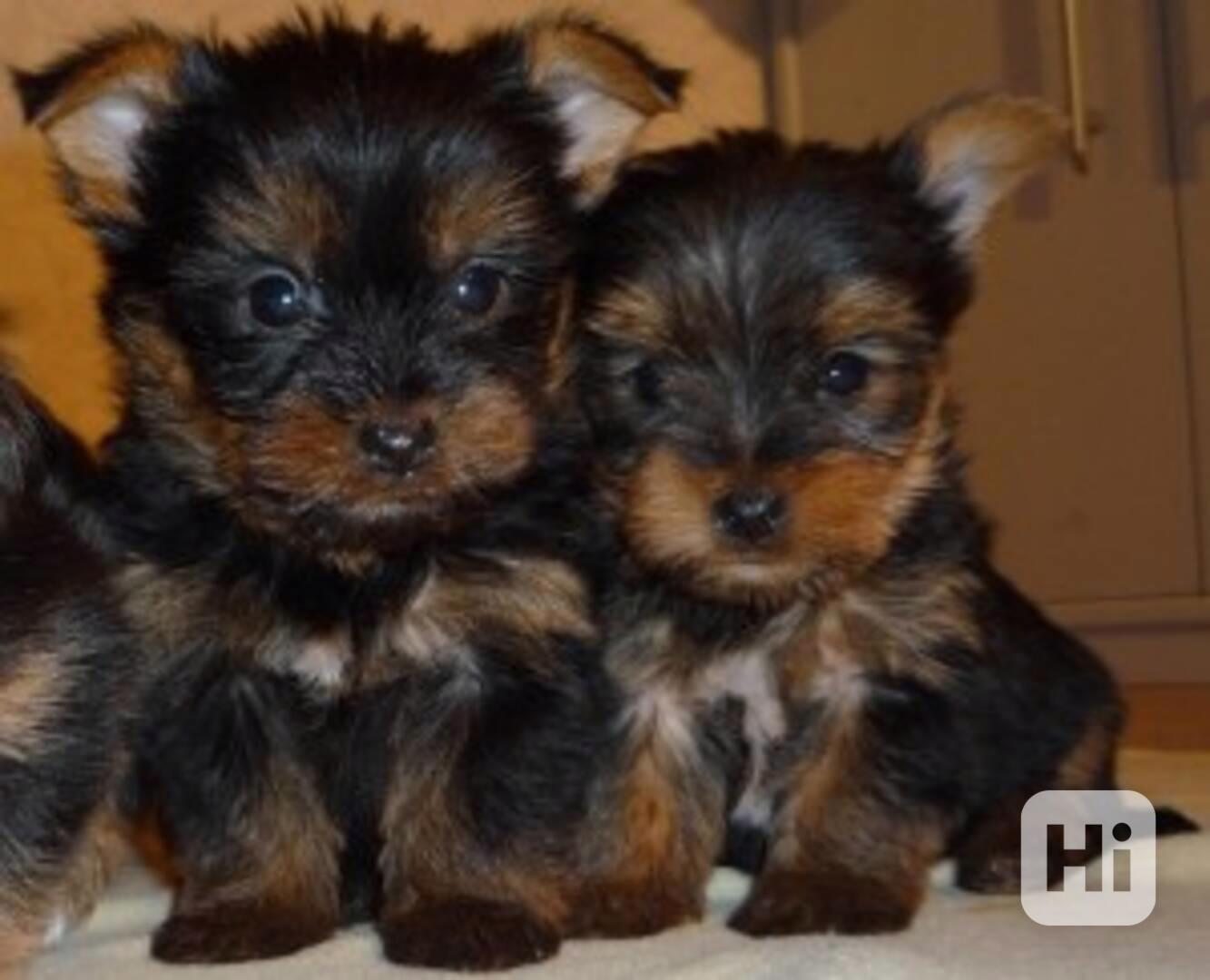 Roztomilí jorkšíri k dispozici - foto 1