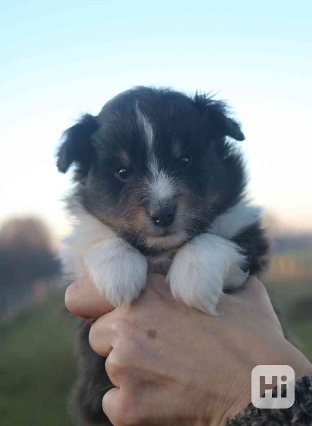 Shetlandský ovčák sheltie FCI pejsek tricolor - foto 1