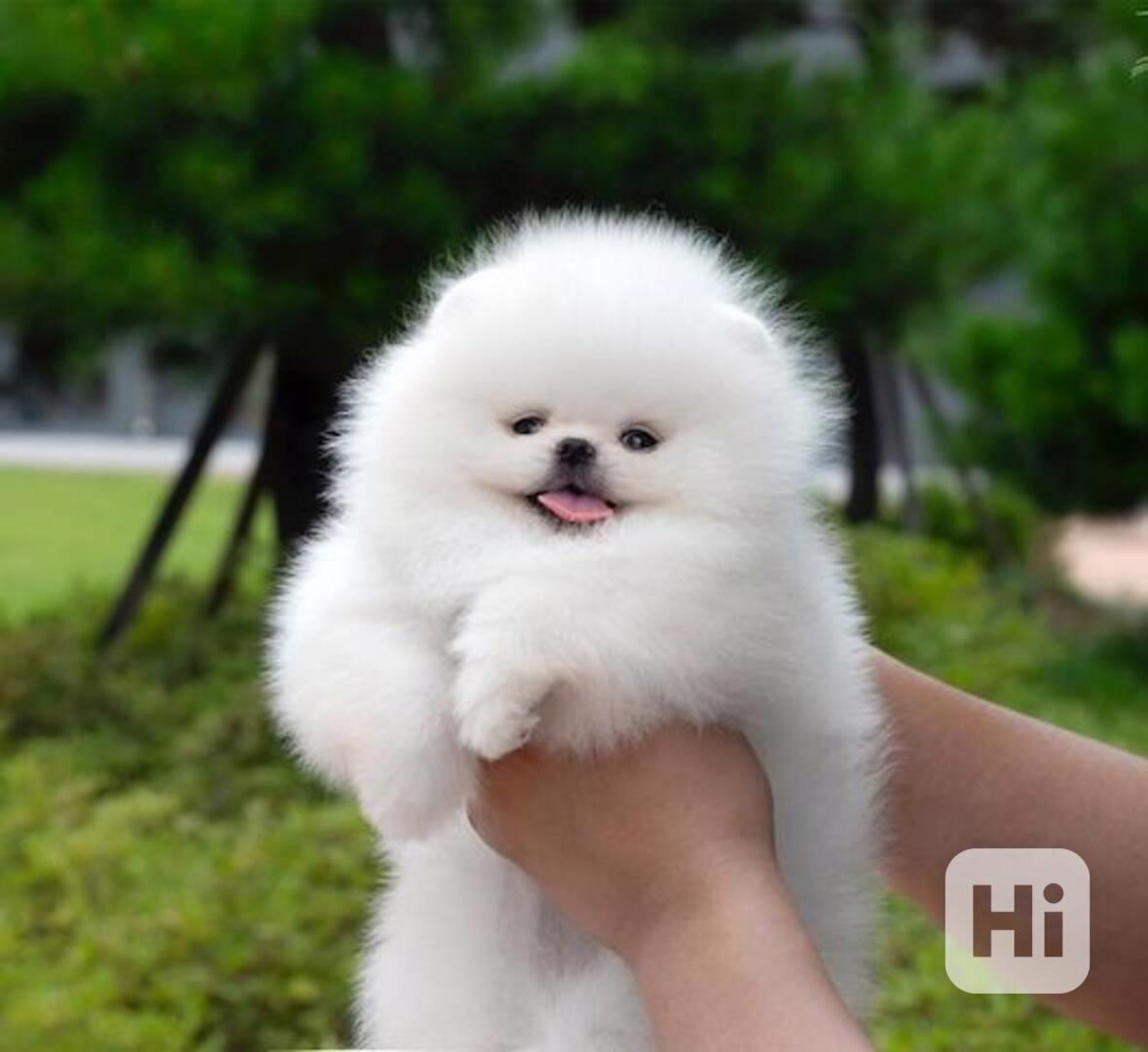 Registrovaná štěňata pomeranského ovčáka - foto 1