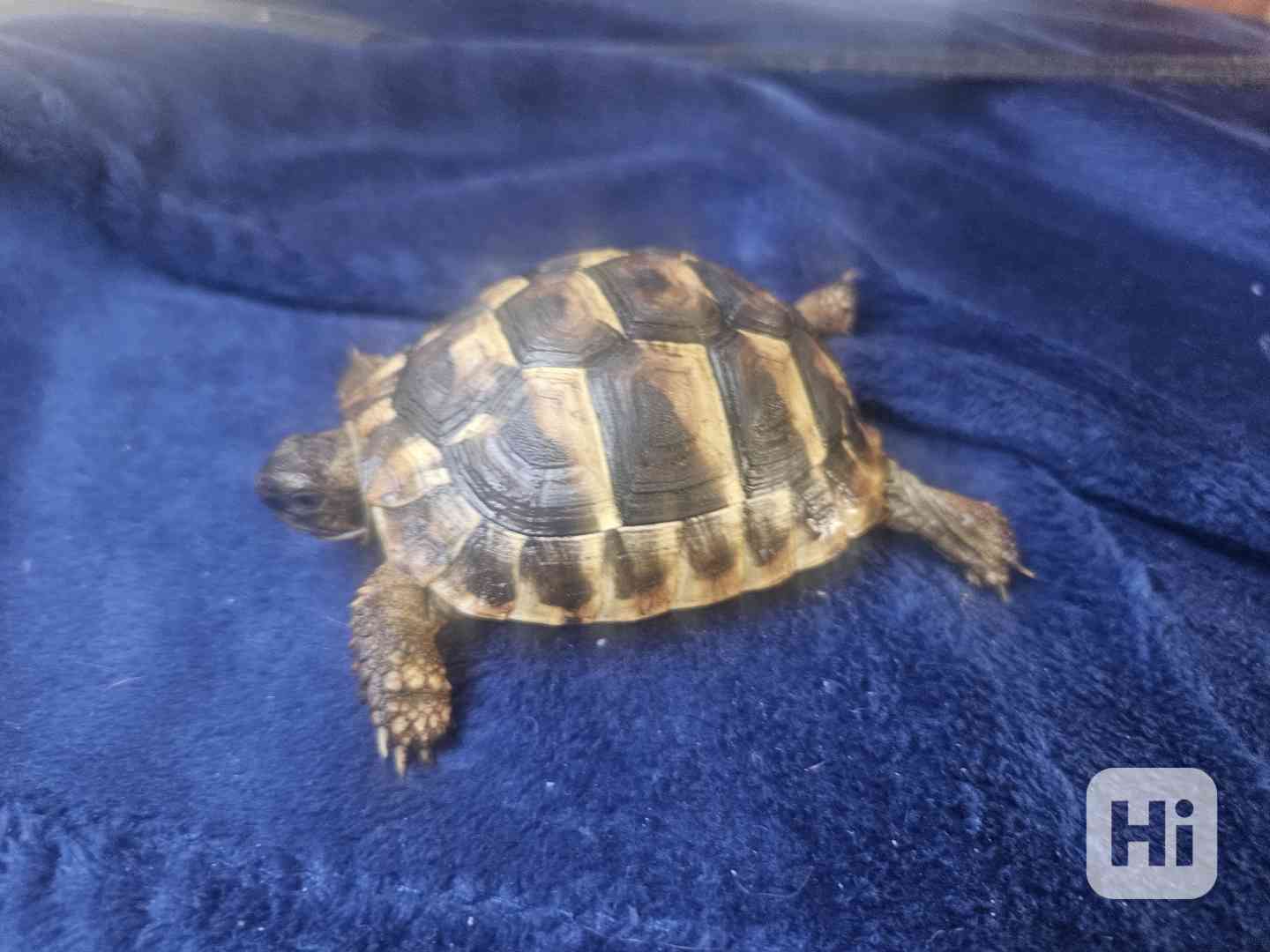 Želvy  - foto 1