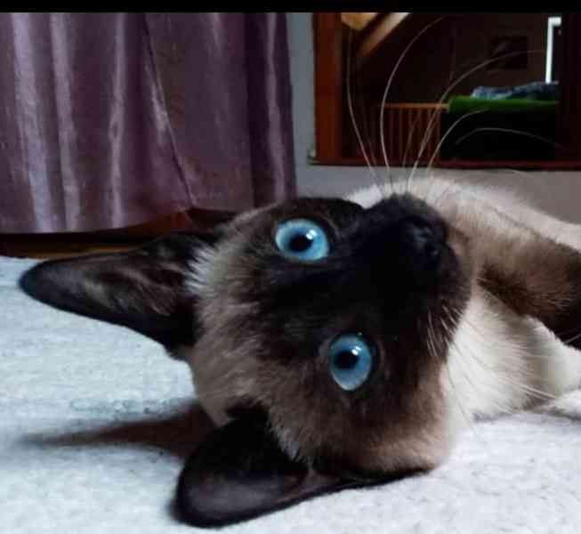Siamská koťátka  - foto 3