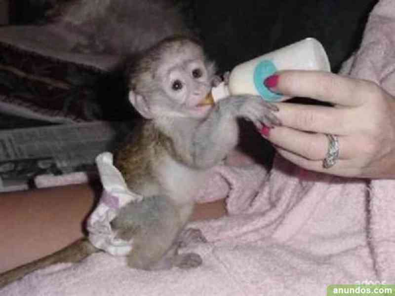 Úžasná kapucínská opice na prodej