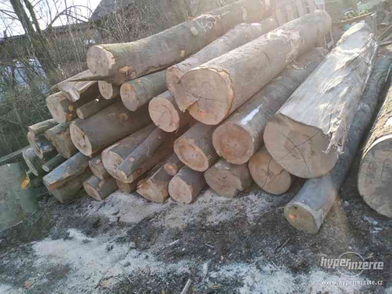 Palivové dřevo/ kulatina - foto 3