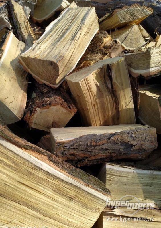 Palivové dřevo/ kulatina - foto 5