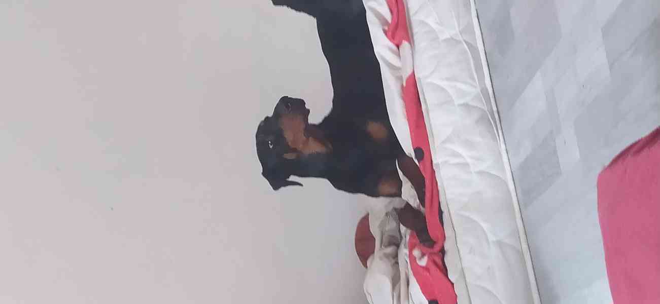 Štěně dobrmana - foto 1