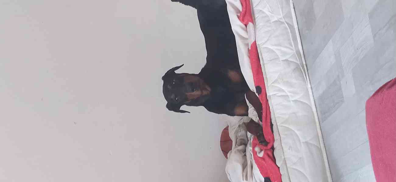 Štěně dobrmana - foto 2