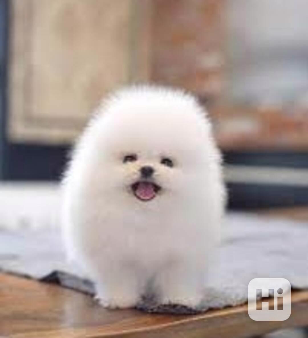 Úžasná štěňata pomeraniana. - foto 1