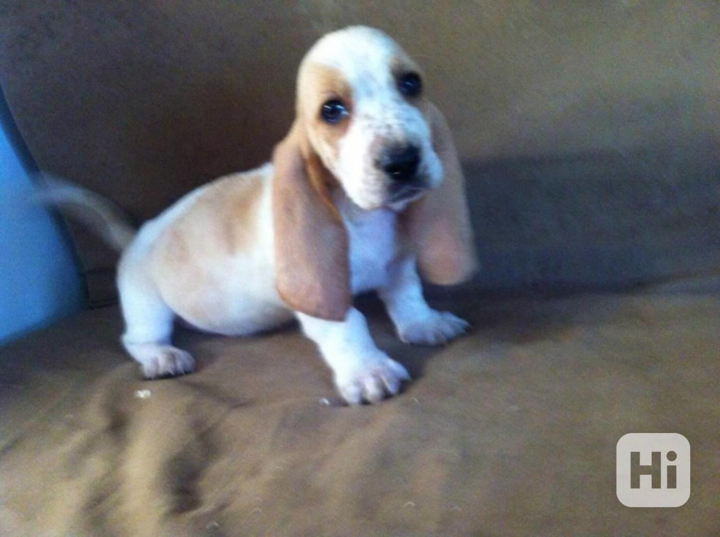 Štěňata Jack Russell teriéra - foto 1