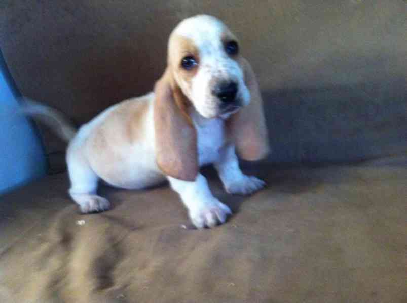 Štěňata Jack Russell teriéra