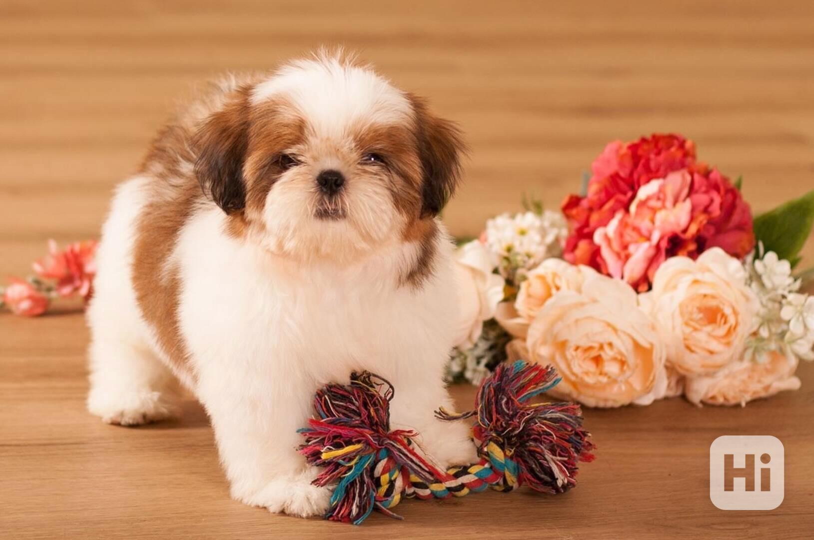 Shih-Tzu šteňiatka  - foto 1