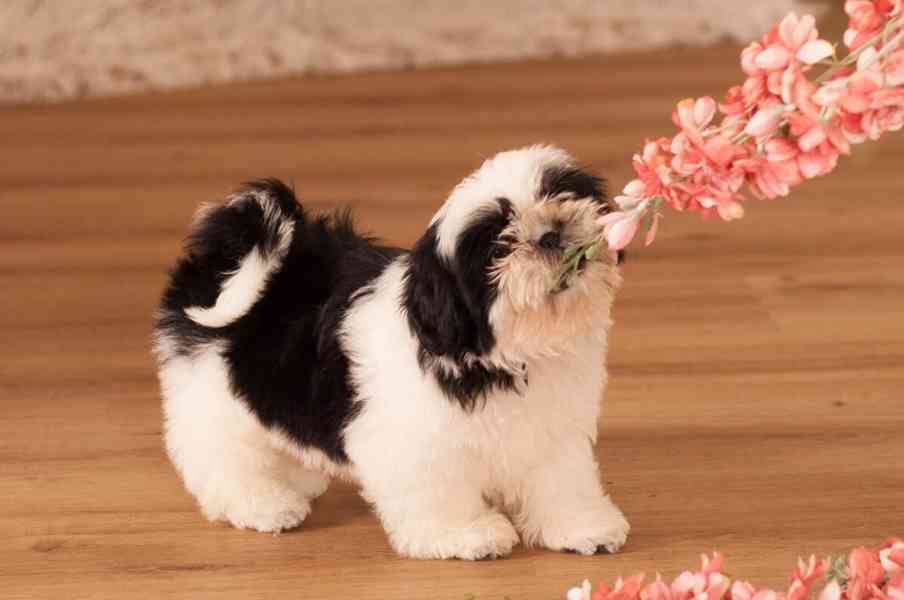 Shih-Tzu šteňiatka  - foto 2