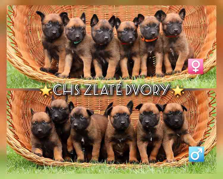 Belgický ovčák Malinois s PP - štěňata 8.týdnů - foto 9
