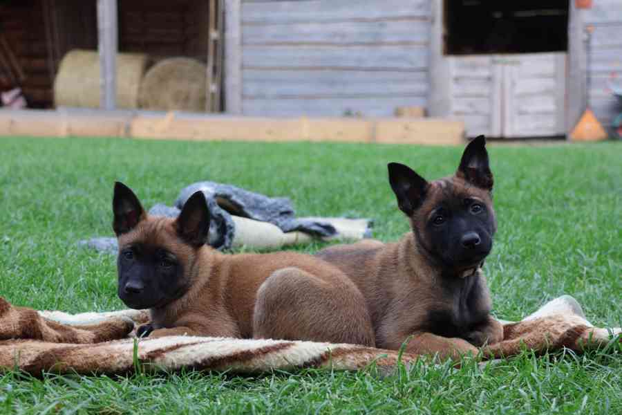 Belgický ovčák Malinois s PP - štěňata 8.týdnů - foto 8