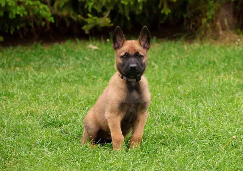 Belgický ovčák Malinois s PP - štěňata 8.týdnů - foto 6