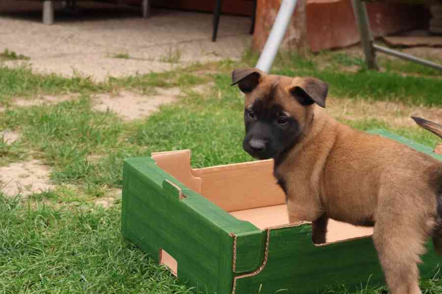 Belgický ovčák Malinois s PP - štěňata 8.týdnů - foto 7