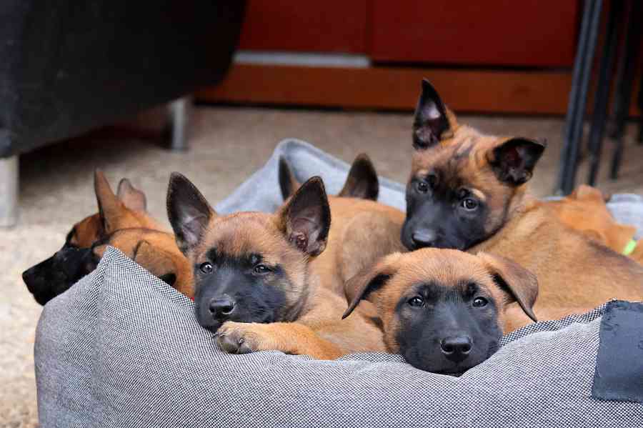 Belgický ovčák Malinois s PP - štěňata 8.týdnů - foto 5