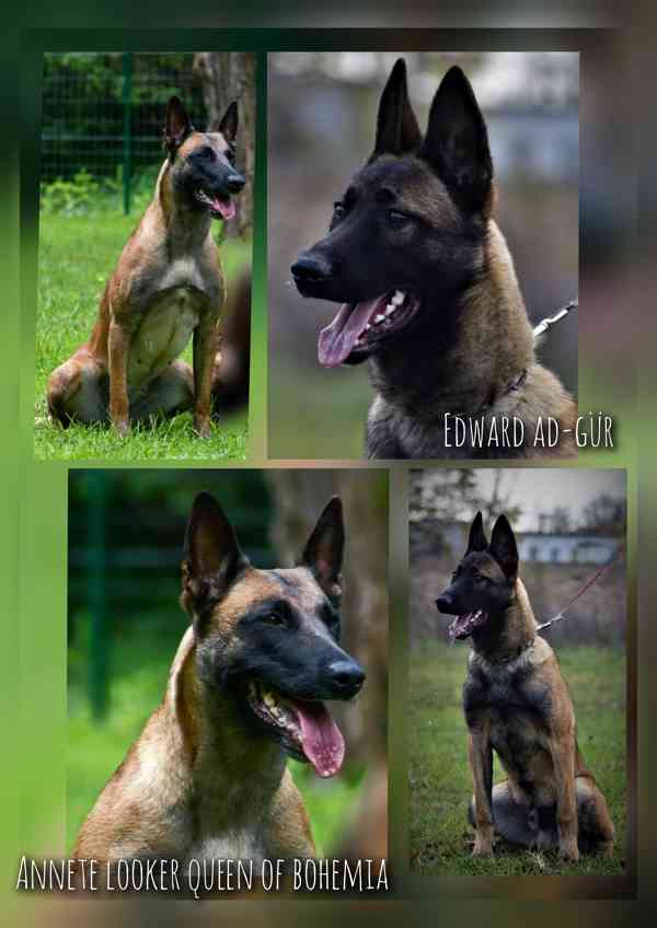 Belgický ovčák Malinois s PP - štěňata 8.týdnů - foto 14