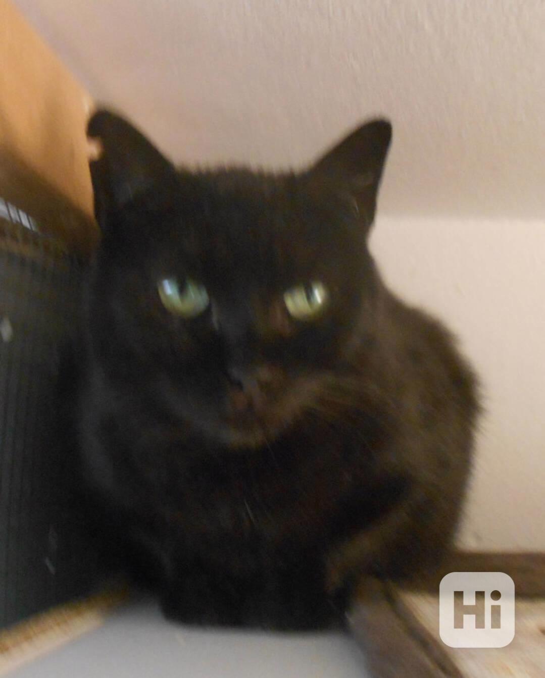 Klidná, hodná, černá 2-3letá Lízinka hledá domov. - foto 1