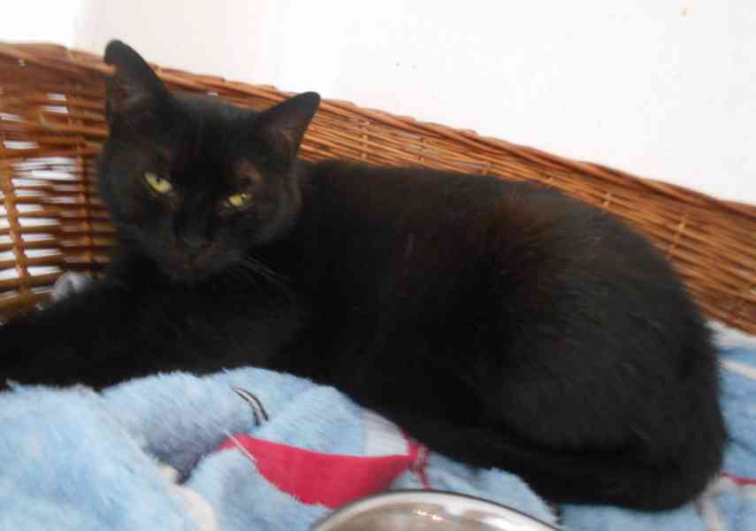 Klidná, hodná, černá 2-3letá Lízinka hledá domov. - foto 5