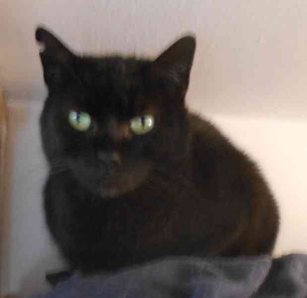 Klidná, hodná, černá 2-3letá Lízinka hledá domov. - foto 3