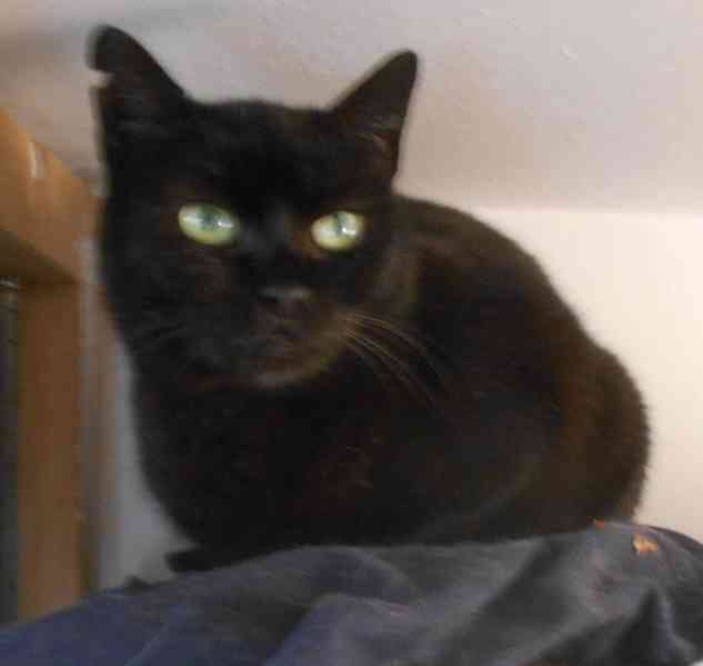 Klidná, hodná, černá 2-3letá Lízinka hledá domov. - foto 2