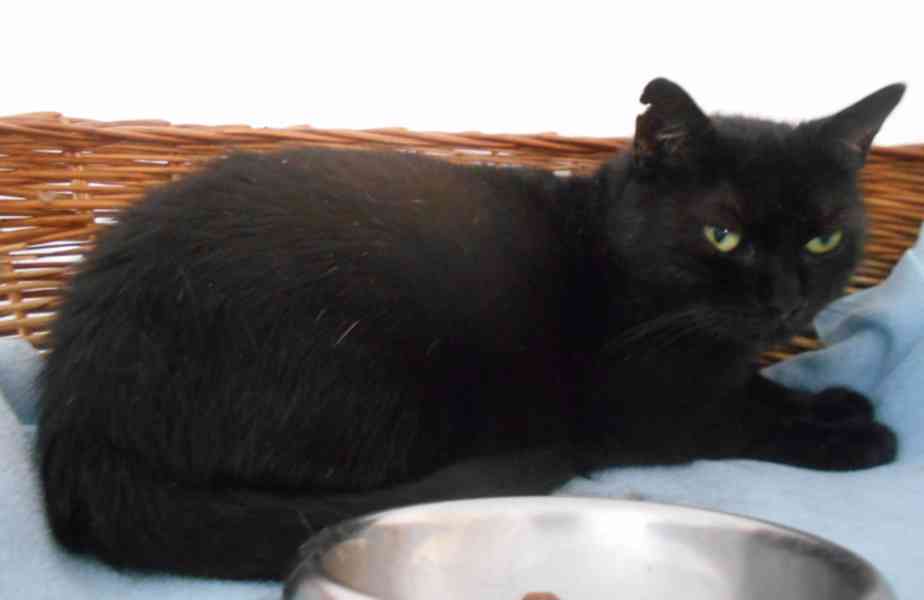 Klidná, hodná, černá 2-3letá Lízinka hledá domov. - foto 6