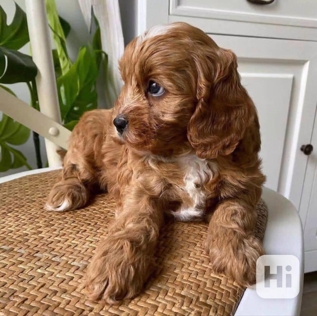 Okouzlující štěňata Cavapoo naučená na nočník - foto 1