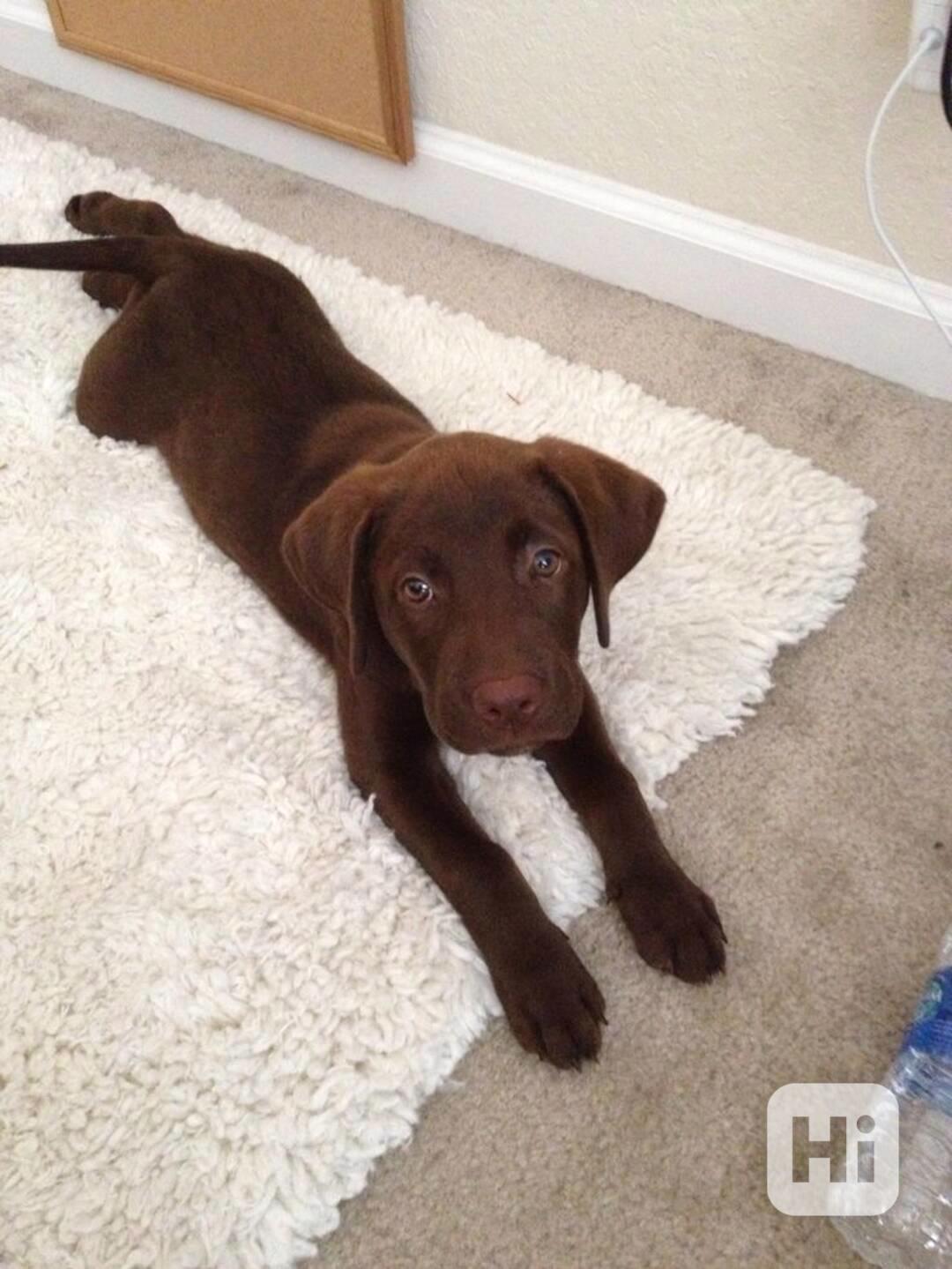 Nabízíme k prodeji labradorského retrívra - foto 1