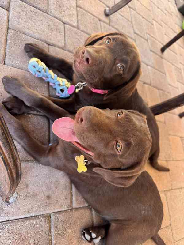 Nabízíme k prodeji labradorského retrívra - foto 2