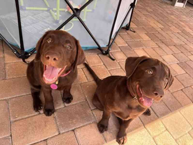 Nabízíme k prodeji labradorského retrívra - foto 3