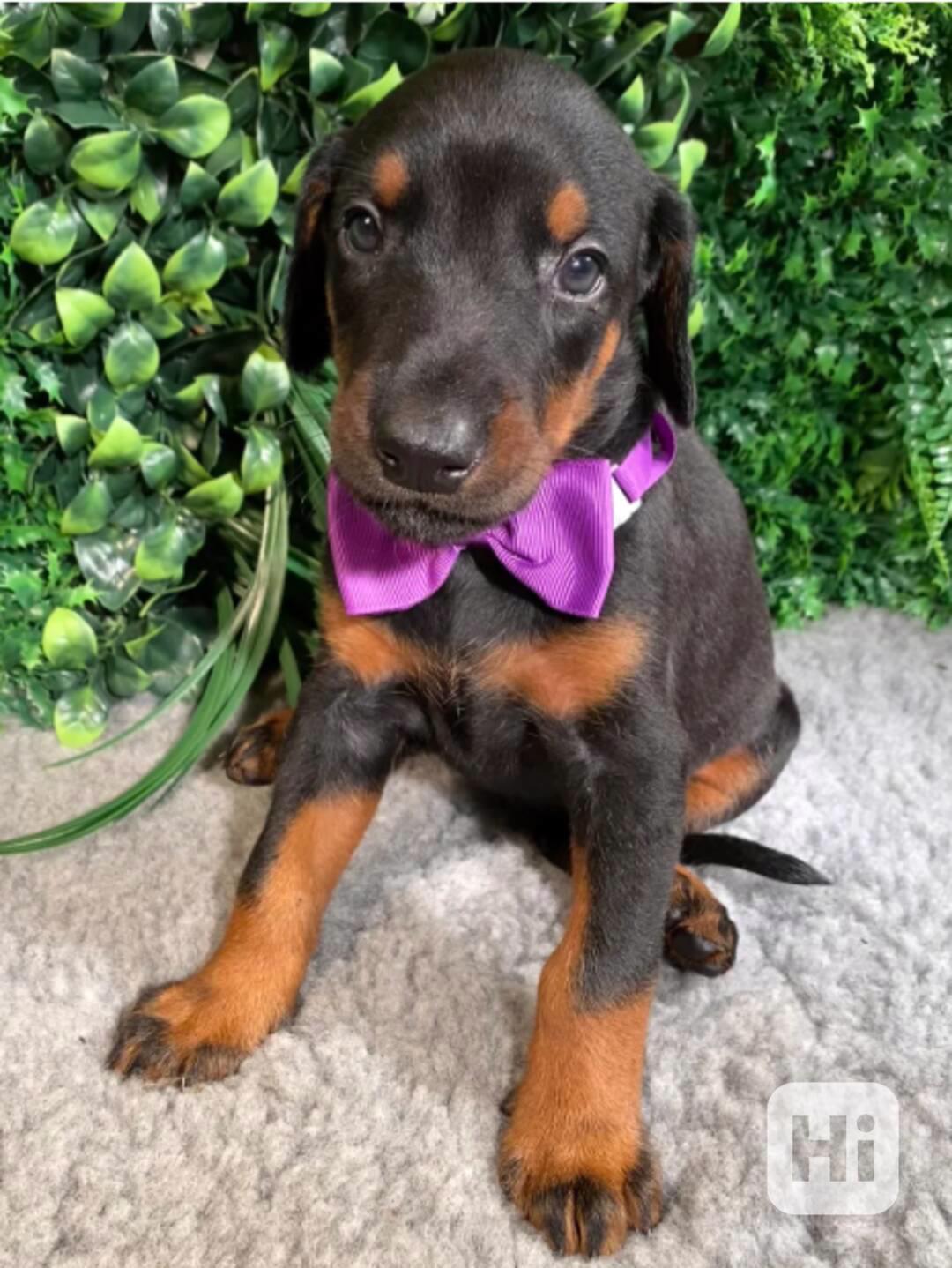 Velmi přítulná štěňata Doberman - foto 1