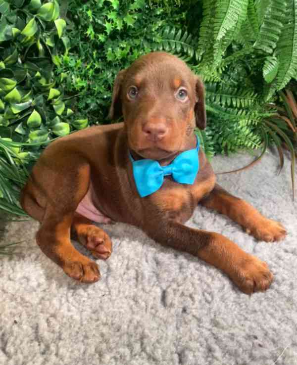 Velmi přítulná štěňata Doberman - foto 2