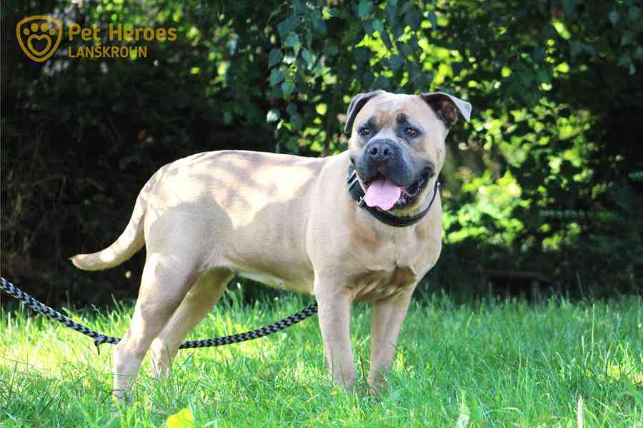 Sisi ❤ Cane Corso princezna ❤ - foto 5