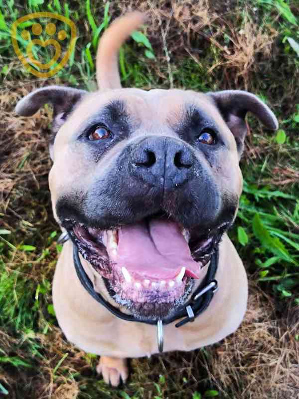 Sisi ❤ Cane Corso princezna ❤ - foto 2