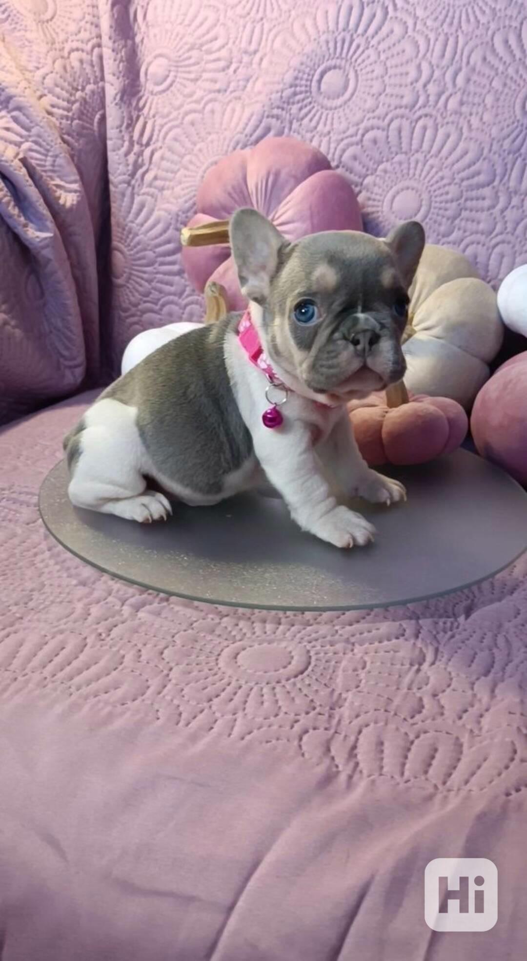   Zdarma Dobře vycvičená štěňata francouzského buldočka  - foto 1