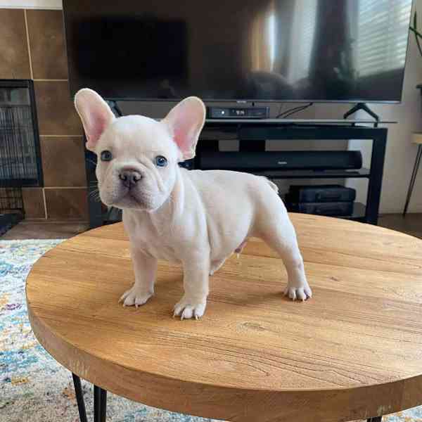   Zdarma Dobře vycvičená štěňata francouzského buldočka  - foto 2