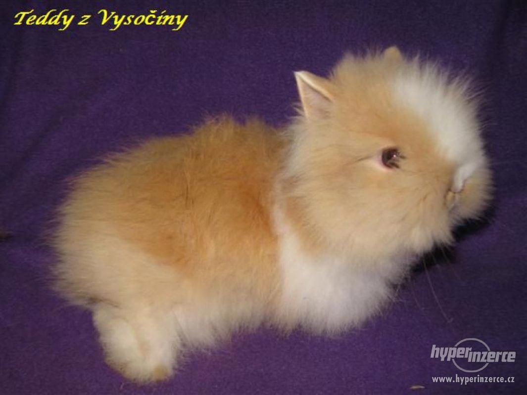 Teddy miminka s VP - foto 1