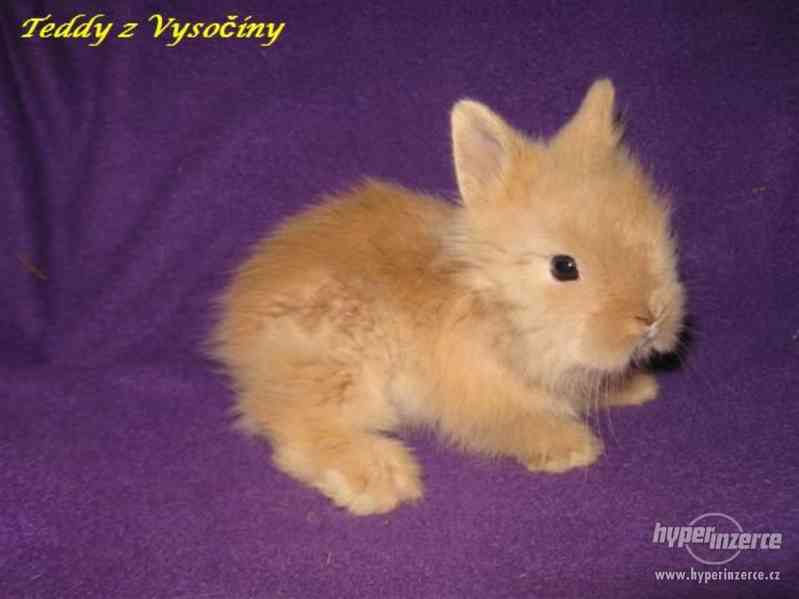 Teddy miminka s VP - foto 2