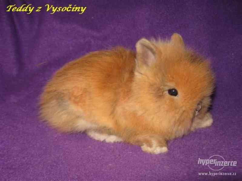 Teddy miminka s VP - foto 3