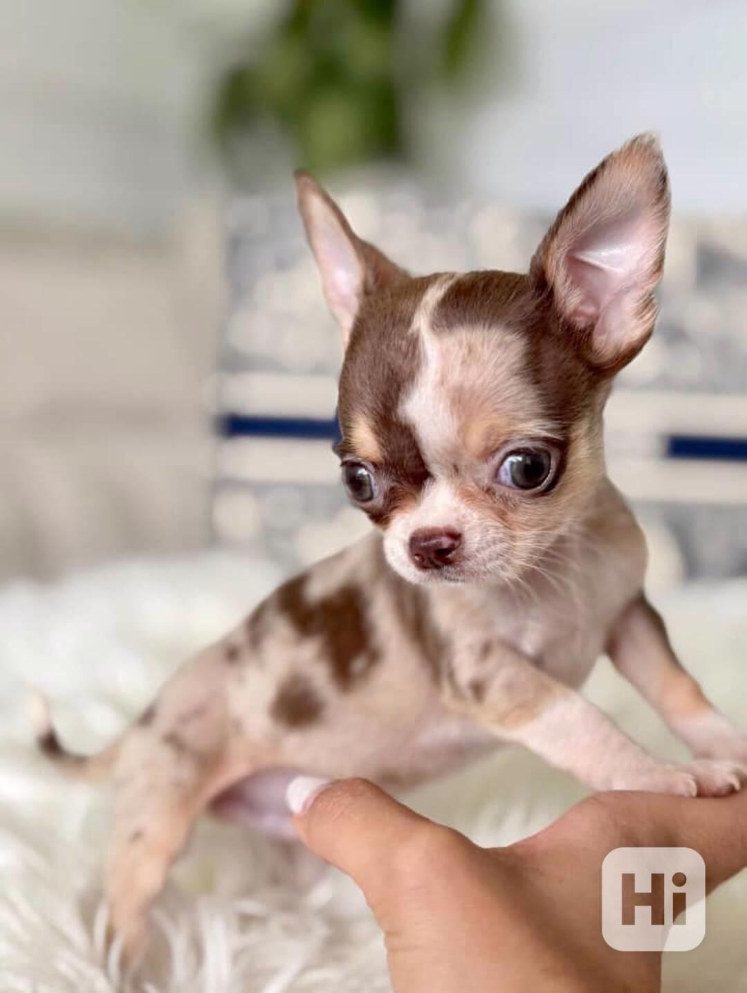 Štěňátko čivavy hledá milující domov. - foto 1