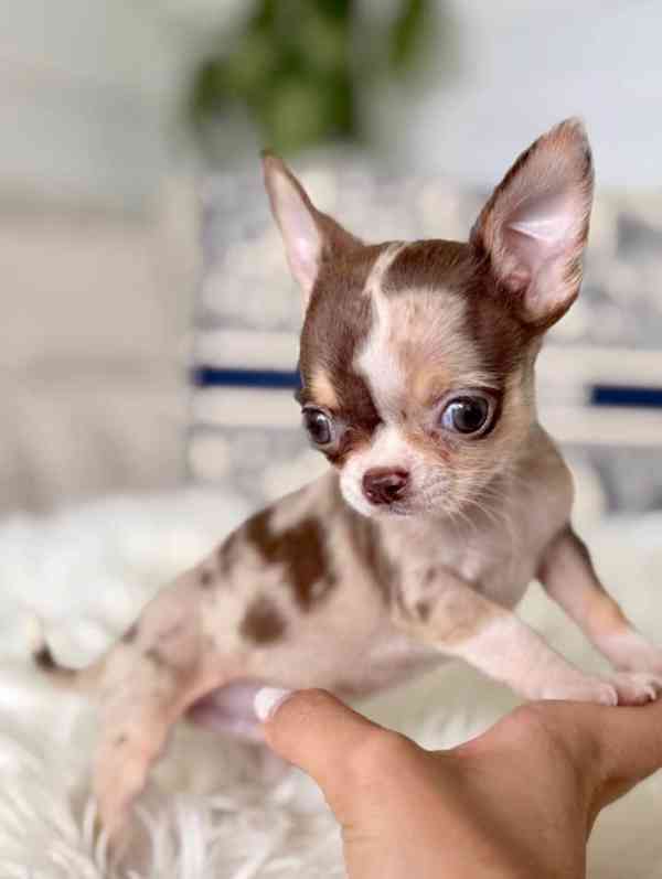 Štěňátko čivavy hledá milující domov. - foto 1